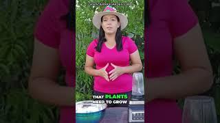 Miracle Tree: Grow Your Garden with Moringa