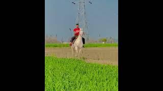 Nukra horse of punjab // beautiful riding