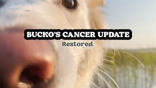 Lymphoma UPDATE for Bucko - Cabin Trip - Minnesota - Restored by alli