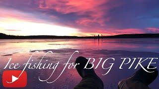 Ice fishing for BIG PIKE in Sweden