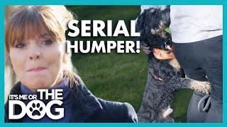 Marley Won't Stop Humping Owner | It’s Me or The Dog