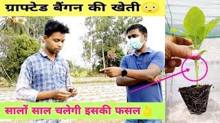 Grafted Brinjal Farming | ग्राफ्टेड बैंगन की खेती | Egg Plant Grafting | बैंगन घर मे उगाएं | #Ditesh