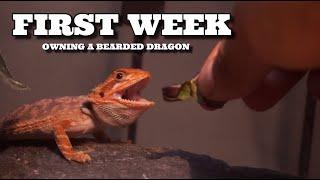 First Week Owning Your New Bearded Dragon! - Beginner Tips