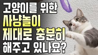 고양이 사냥놀이 제대로 하는법