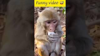 Funny video  #0097 #shortsfeed #babymonkey #cutis