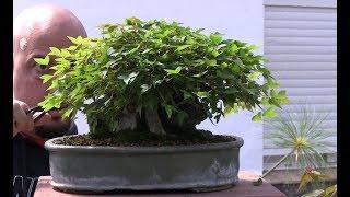 Especial Acer Buergerianum - Kaede