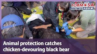 Animal protection catches chicken-devouring black bear｜Taiwan News