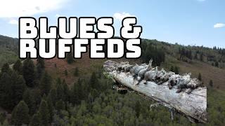 Ruffed & Blue Grouse Hunting! ACTION PACKED!!