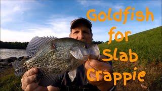 Crappie Fishing with Goldfish on Telescoping Crappie Pole  Cane Pole at Lake Crabtree