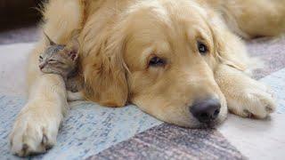 My Golden Retriever Heals a Terrified Rescue Kitten in Just 3 Meetings!