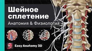 Шейное сплетение: Анатомия | Ветви & Области иннервации | Easy Anatomy