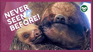 Three-Fingered Sloth 'Adopts' a Two-Fingered Baby Sloth!