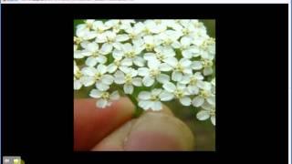 Achillea millefolium | Common Yarrow (Part 1 of 2)