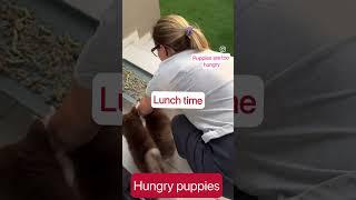 Hungry puppies can’t wait for Food |  #shorts #funny #trending #youtubeshorts #puppy