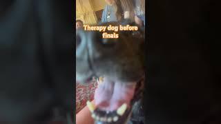 About a week ago, I went to paws to de-stress #oregonstateuniversity #osu #dog #dogs #dogshorts