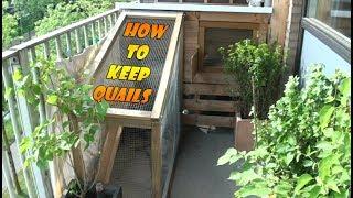 Keeping And Raising Quails part 1, How To Build a Quail Coop or Quail Cage