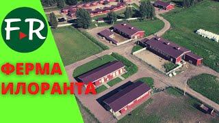 Семейная ферма Илоранта. Содержание айрширских коров. Цех переработки молока. Забойный цех для овец.