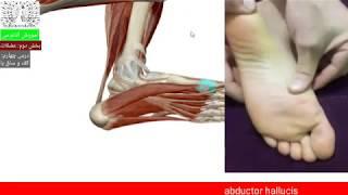 آموزش ماساژ (آناتومی)