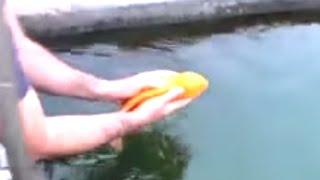 Playful fish, enjoys being handled