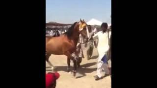 Horse dance in Pakistan