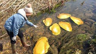 After 20 years, we finally cultivated golden pearl oysters, high-quality pearls