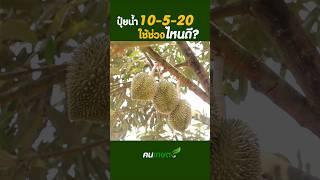 ปุ๋ยน้ำ 10-5-20 ใช้ช่วงไหนดี? #ฅนเกษตร #ปลูกทุเรียน #ปุ๋ยทุเรียน  #durian