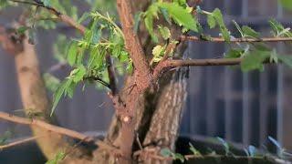 Ground grown Bonsai, Chinese elm first style, Aussie bonsai bloke