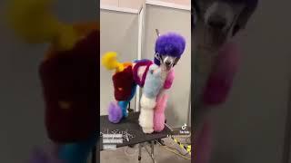 Happy Gotcha Day, Spoo!#short #poodle #rescue #dog #creativegrooming #art #gotcha #love #bluesclues