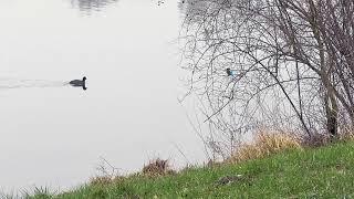 HET IJSVOGELTJE  GEOBSERVEERD...[12 -02 -2025]