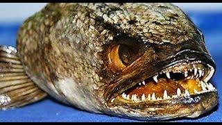 10 Most Deadliest Poisonous Fishes in The World