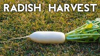 How to grow & harvest Diakon & White Icile radish