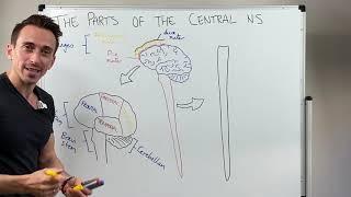 Overview of the Central Nervous System (CNS)