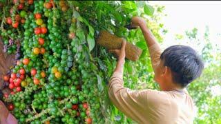 PEPPERCORNS(paminta) --Picking and using it to cook various Filipino dishes | Gayyem Ben