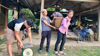 Complete construction of pig pens and purchase of pigs for breeding at the farm