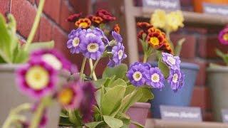 Get Gardening: Particular about Auricula