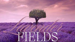 LAVENDER Fields  Relaxing PIANO Music