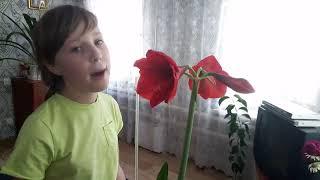 Линник Екатерина "О волшебном цветке"