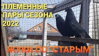 Жуки по "старым". Племенные пары сезона 2022. Николаевские голуби. Breeding pairs of pigeons.