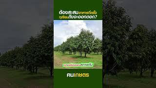 ต้องสะสมอาหารกี่ครั้งทุเรียนถึงจะออกดอก  #ฅนเกษตร  #ปลูกทุเรียน #สะสมอาหารทุเรียน #เปิดตาดอกทุเรียน