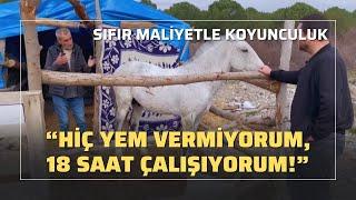 Sıfır Maliyetle Koyunculuk / Hiç Yem Vermiyorum, 18 Saat Çalışıyorum!