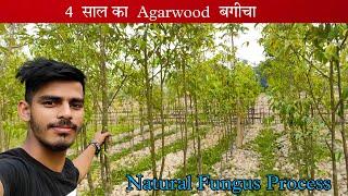 Agarwood Farming in assam || agarwood plants kehse lagaiya