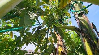 Why You Might Reconsider Growing Seedling Avocado?