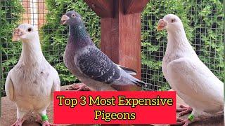 Top 3 Most Expensive Racing Pigeons from Best Kittel Family