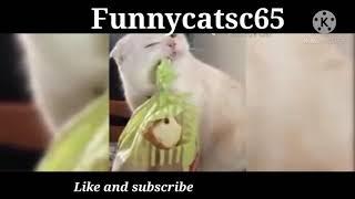 Baby Cats - Cute and Funny Cat Videos Compilation #Funny Cats c65 #30