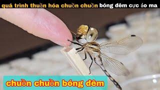 Quá Trình Thuần Hóa Chuồn Chuồn Bóng Đêm Cực Ảo Ma || review giải trí đời sống