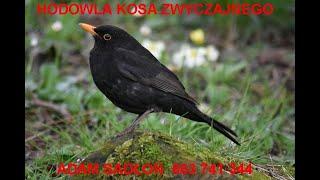 KOS ZWYCZAJNY -ADAM SADŁOŃ MISTRZ POLSKI 2019