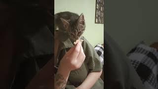 А мы любим мороженое!