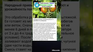 народные методы повышения урожайности томатов