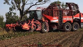 Grimme Rexor 6300 / Zuckerrübenernte - Harvesting Sugar Beets  2024  pt1