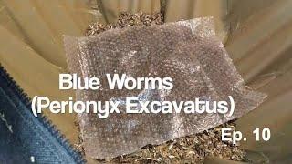 Blue Worms Compost Watermelon - Perionyx Excavatus - Urban Worm Bag v2 - Ep 10